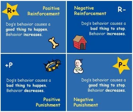 How Dogs Learn