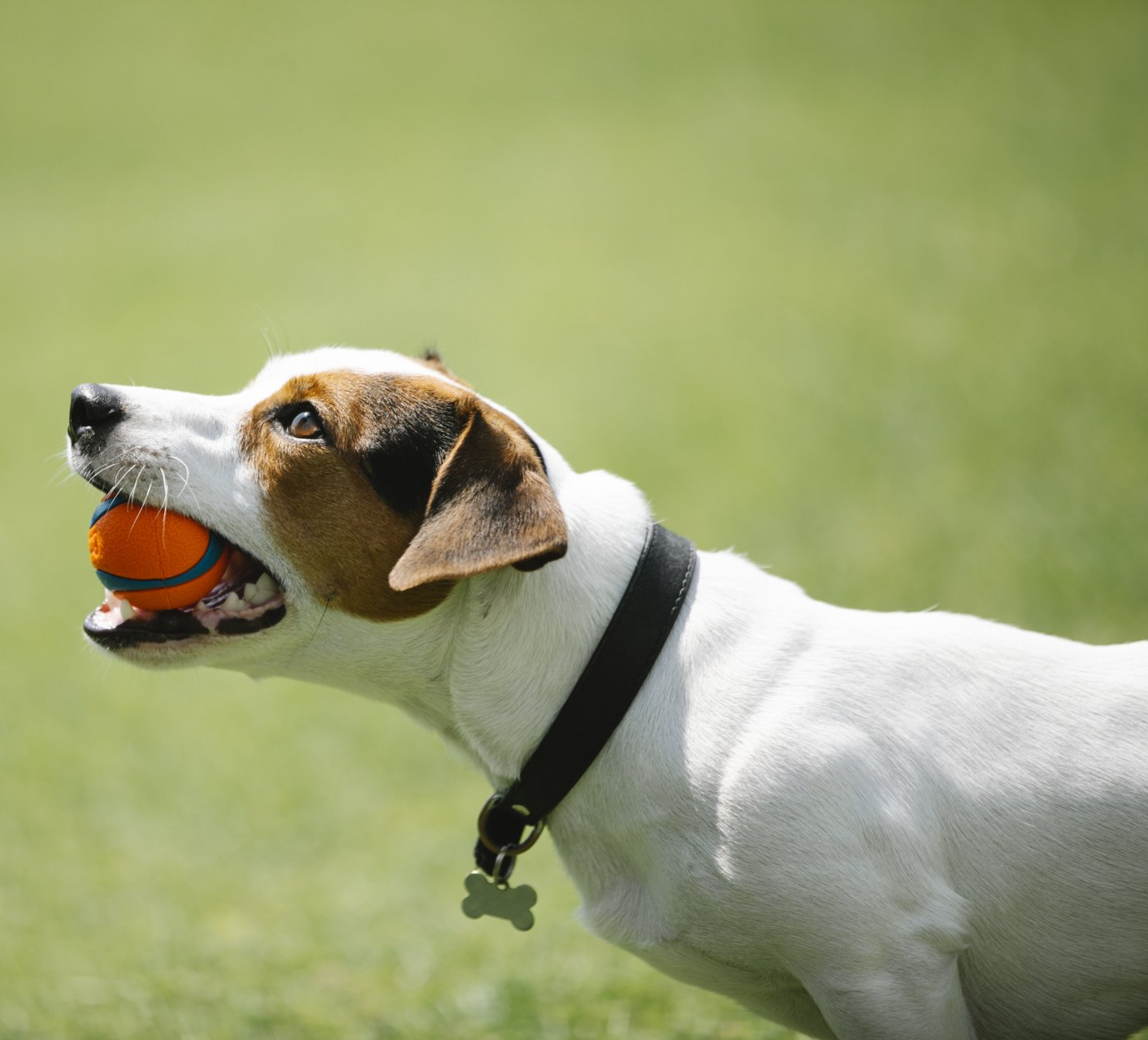 Calm Canines Academy dog with a ball