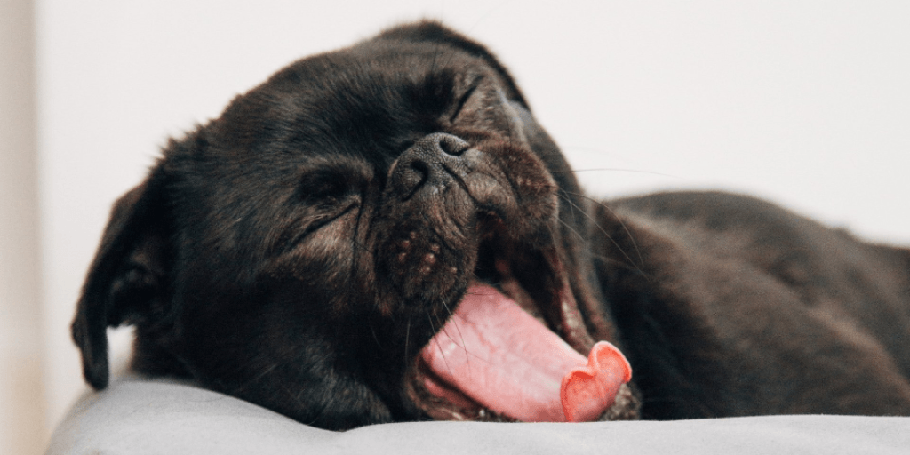 Sleepy pug puppy