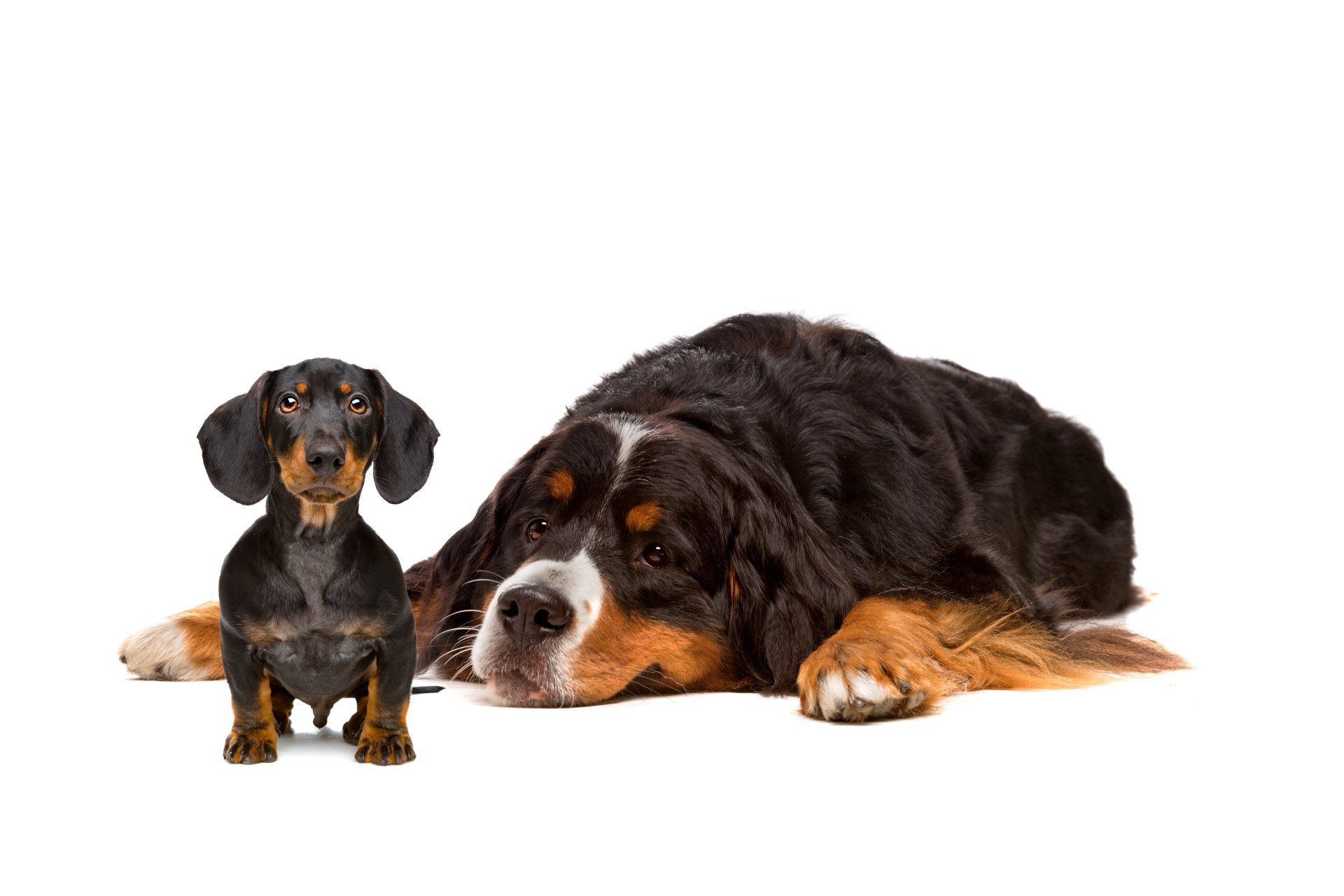 Large dog laying down calmly next to a smaller dog.