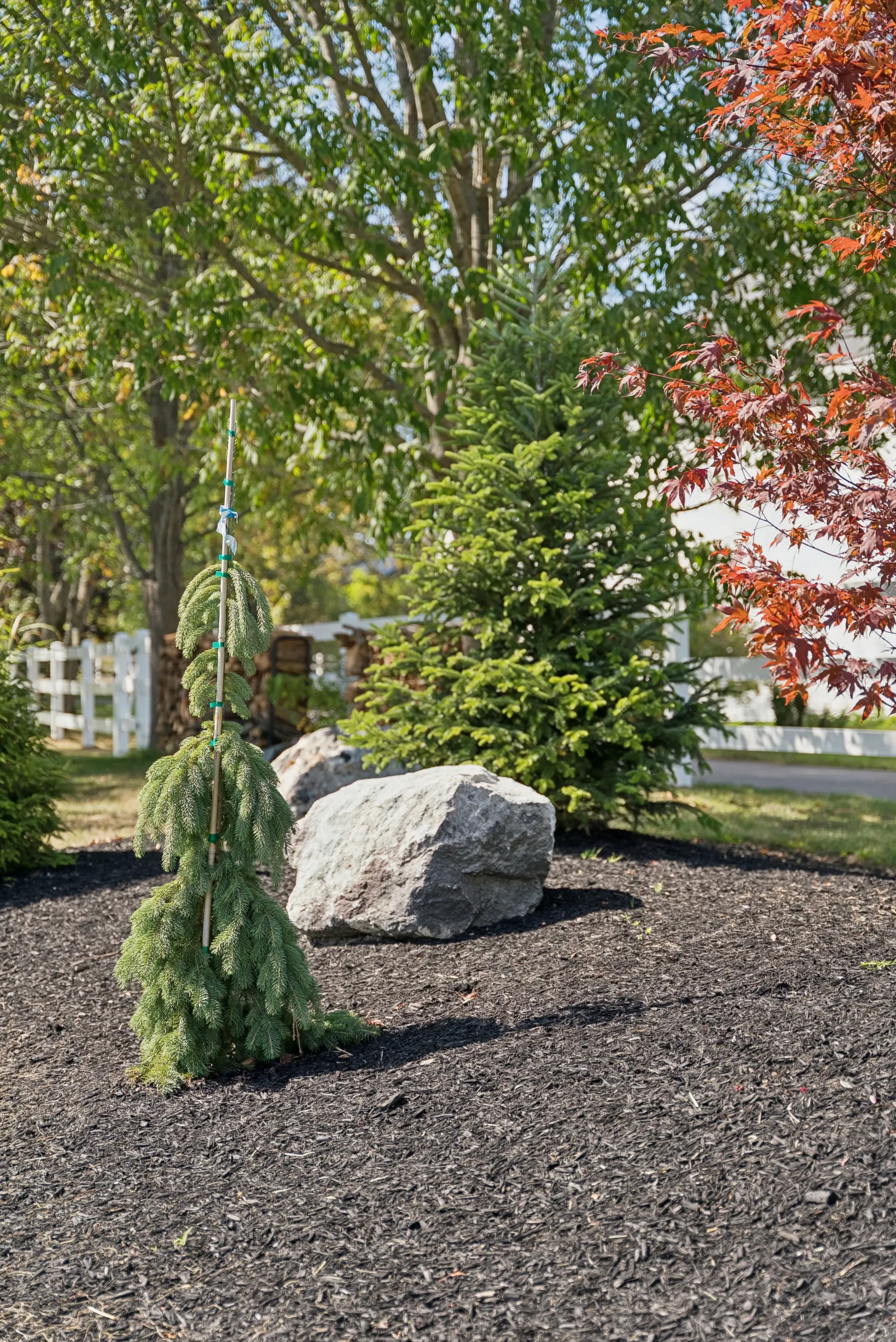 A garden bed with a large rock, evergreens, and dark mulch, near a white fence, and trees.
