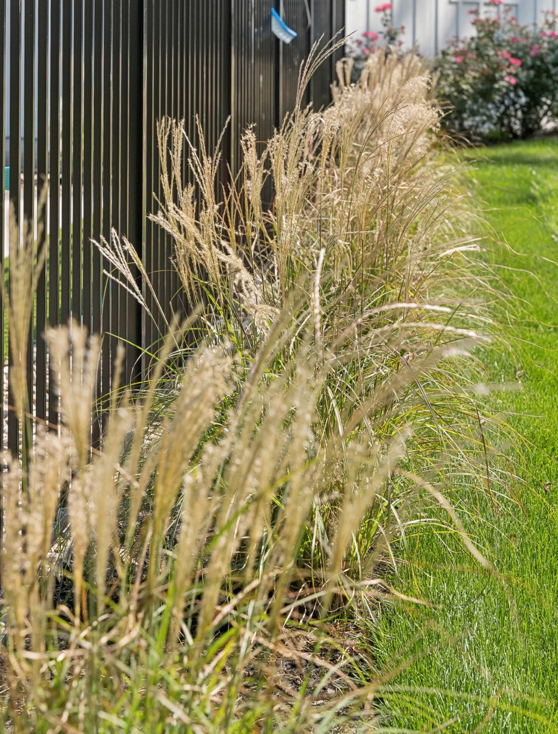 Tall ornamental grasses line a dark fence, contrasting with a green lawn.