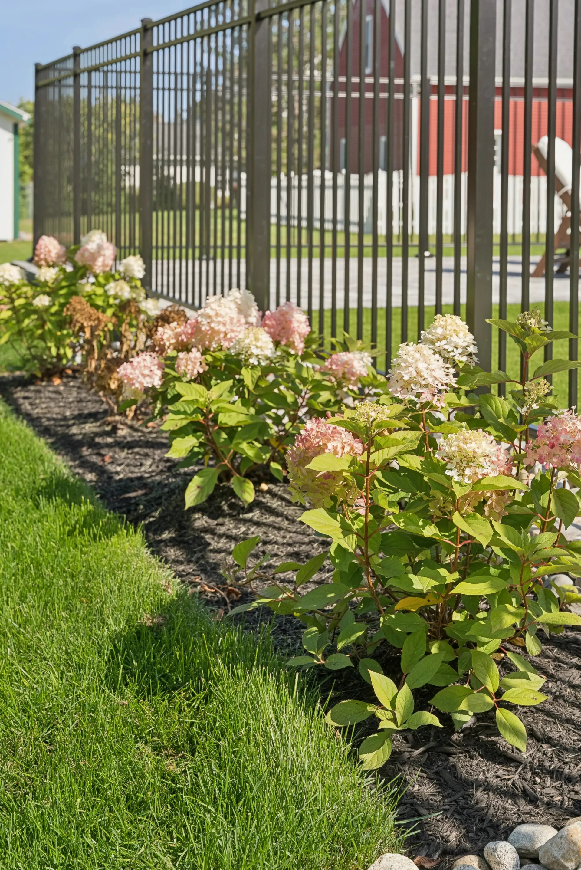 Line of pink hydrangea bushes in front of a brown metal fence, next to a green lawn.