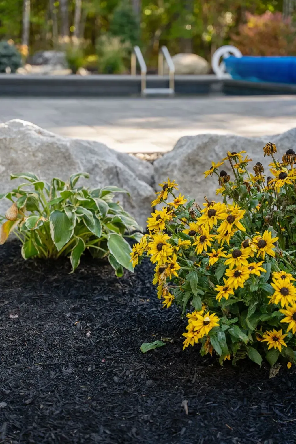 Yellow flowers and green plants border a dark mulch bed next to large gray rocks; a pool is in the background.