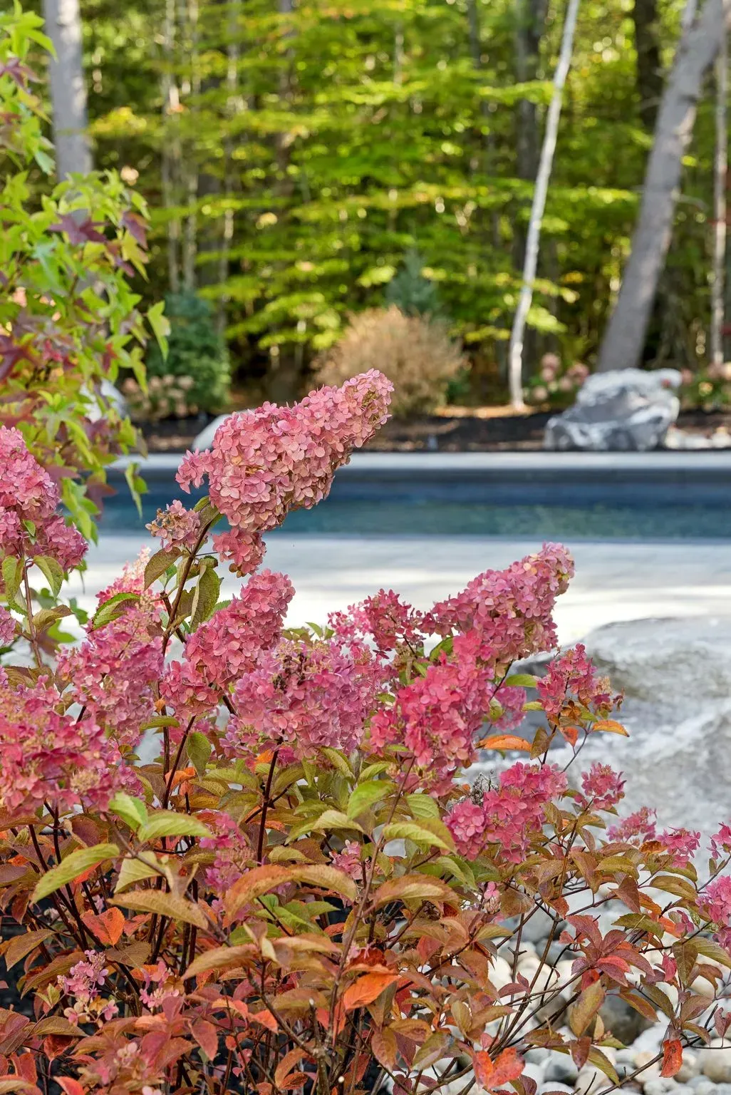 Pink hydrangea bush in full bloom, near a swimming pool and trees.