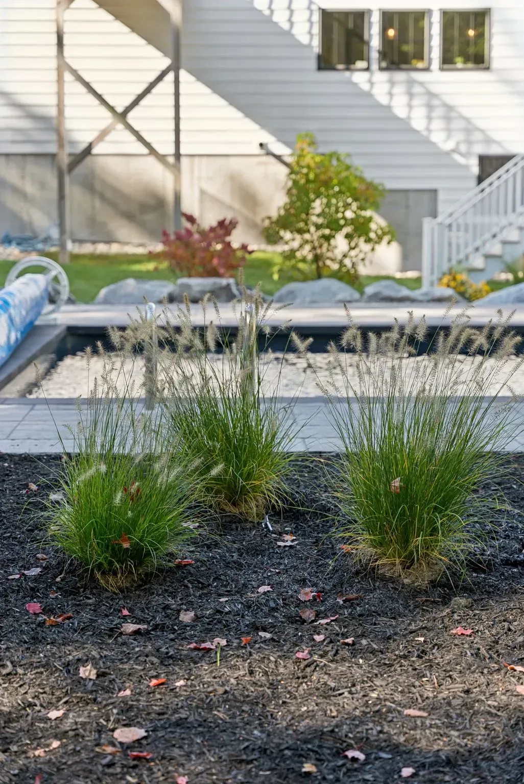 Three ornamental grasses in a bed of dark mulch in front of a pool, with a house in the background.
