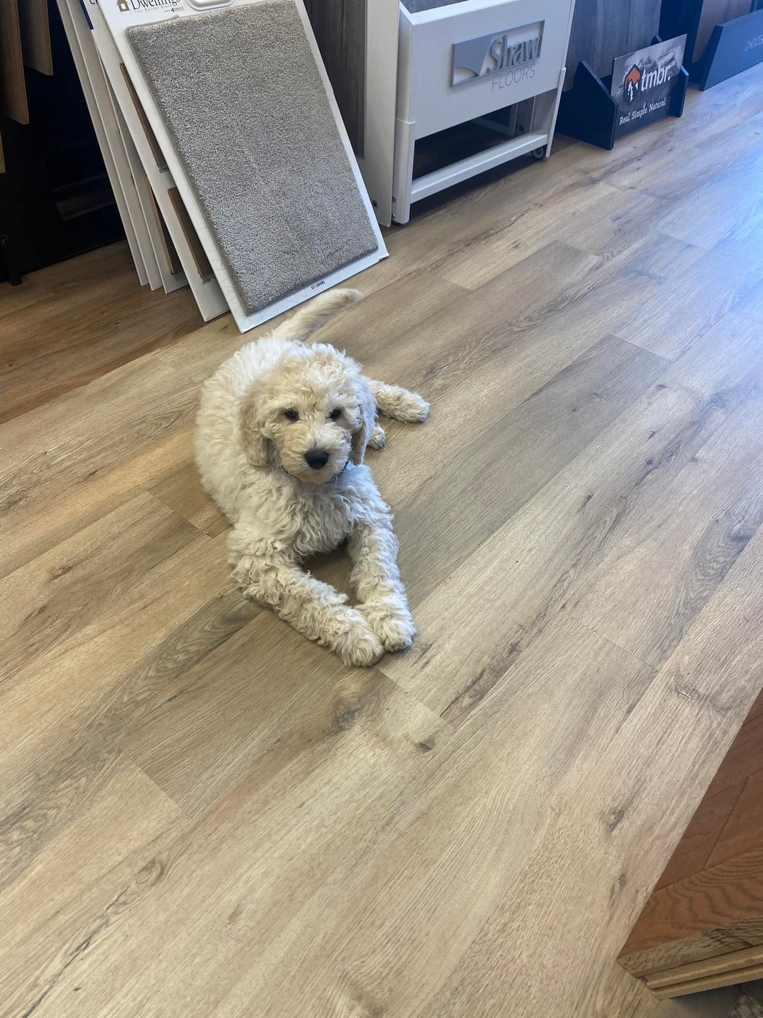 A small white dog is laying on a wooden floor.