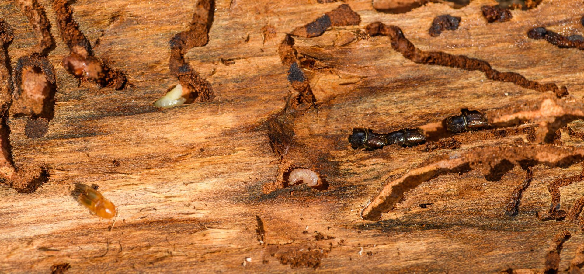 Contractor inspecting exposed wood framing for termite and wood rot damage during a Jacksonville, FL home renovation