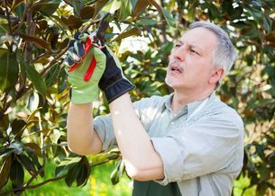 hand held trimmer by a certified arborist picture