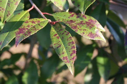 tree disease picture