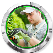 st paul tree removal services
