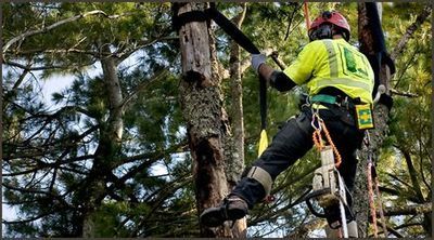 tree cabling picture st paul mn