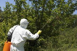 St Paul Tree treatment picture