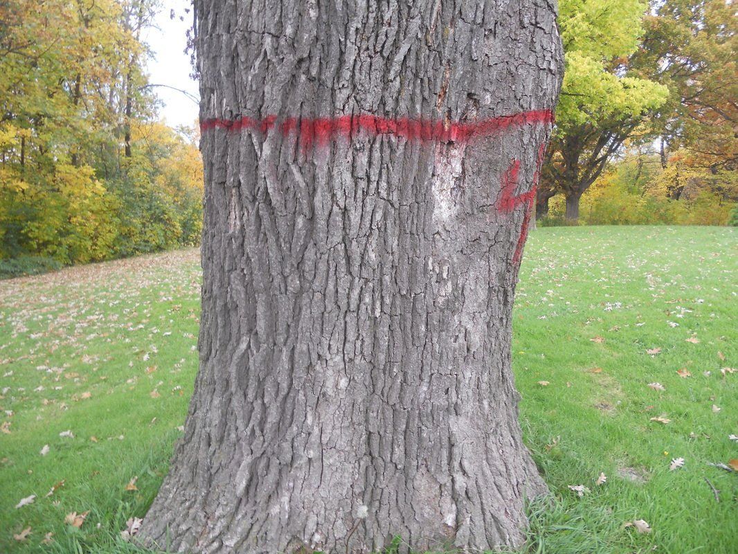 St Paul Dead Tree