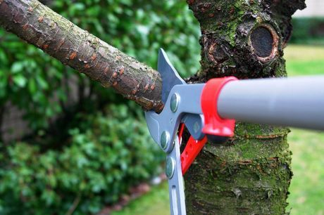 tree trimming picture
