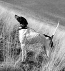 Bird Dogs