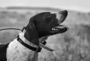 Bird Dogs