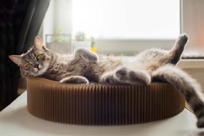 How to Make Cats Feel Comfortable when Moving to Apartments in Hartford, CT