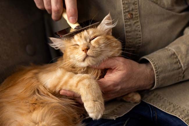 Establishing Cat Routines and Care