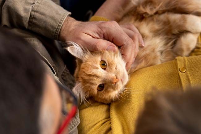 Creating Cat-Friendly Apartments in Hartford, CT