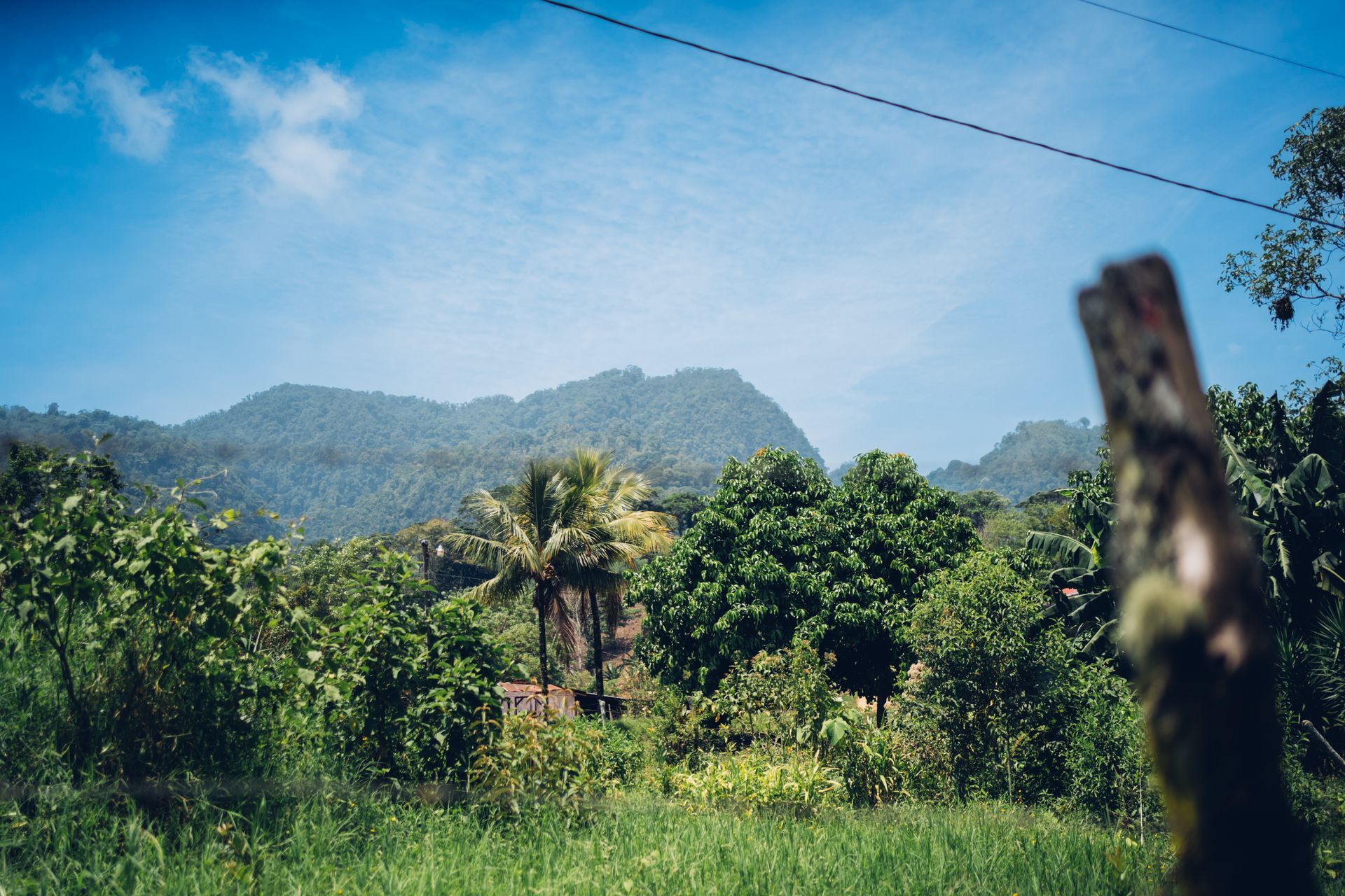 Honduran scenery with green trees and plants in the foreground with mountains in the distance.