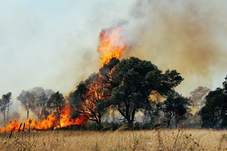 Wildfire burning through dry grassland beside trees, with thick smoke rising into the sky