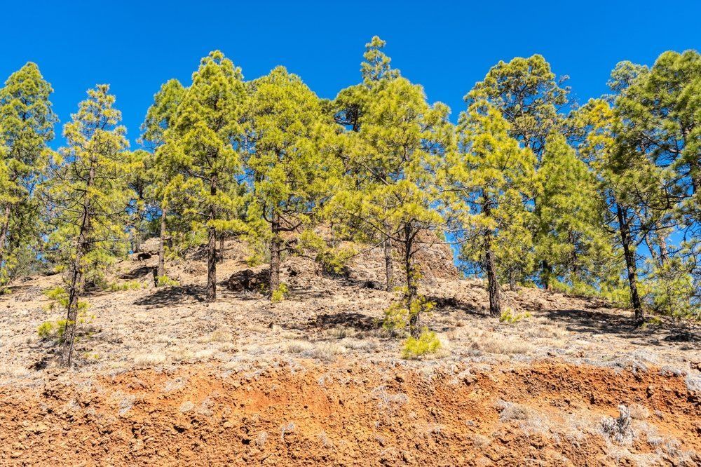 Pine trees on a sunlit hillside under a bright blue sky