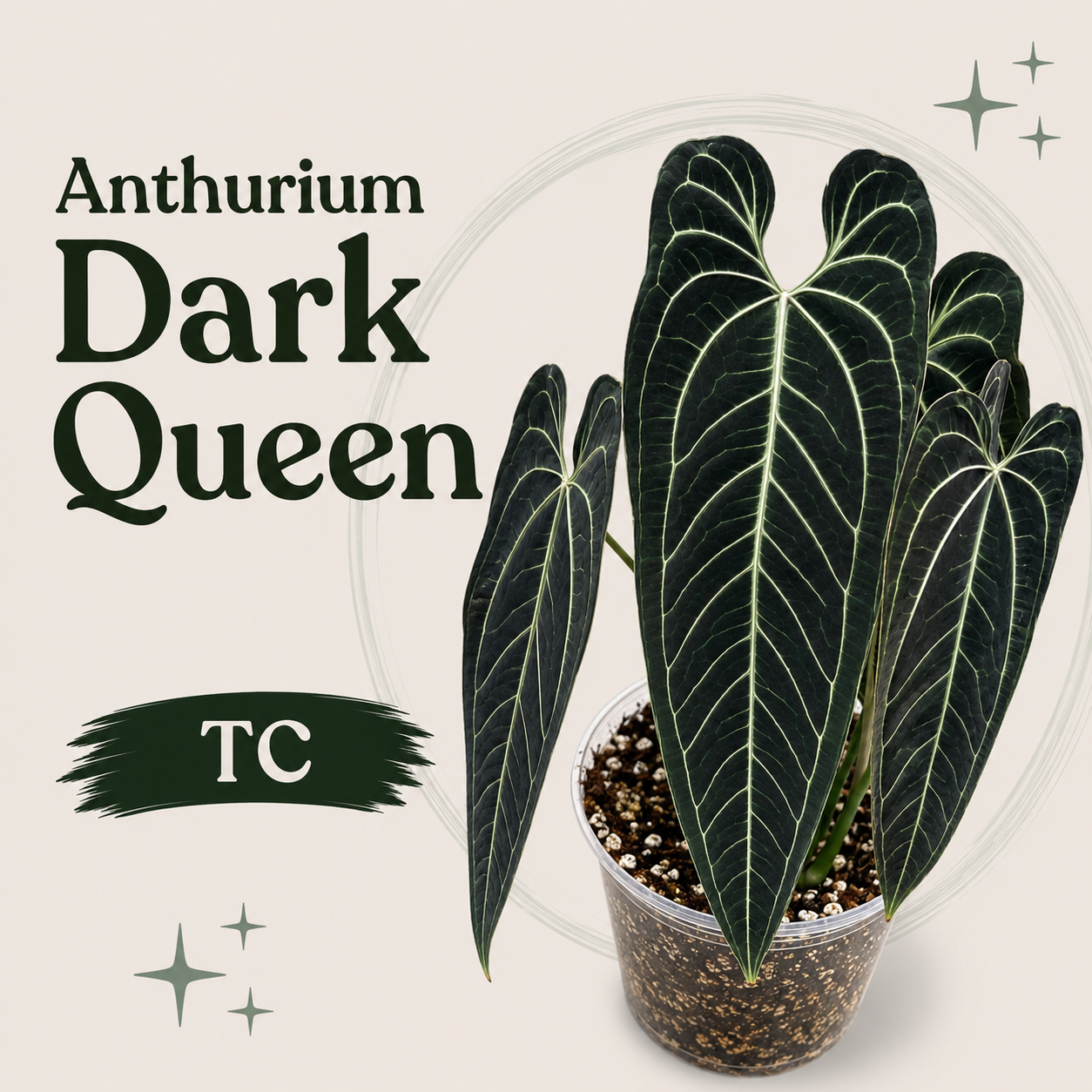 Anthurium Dark Queen