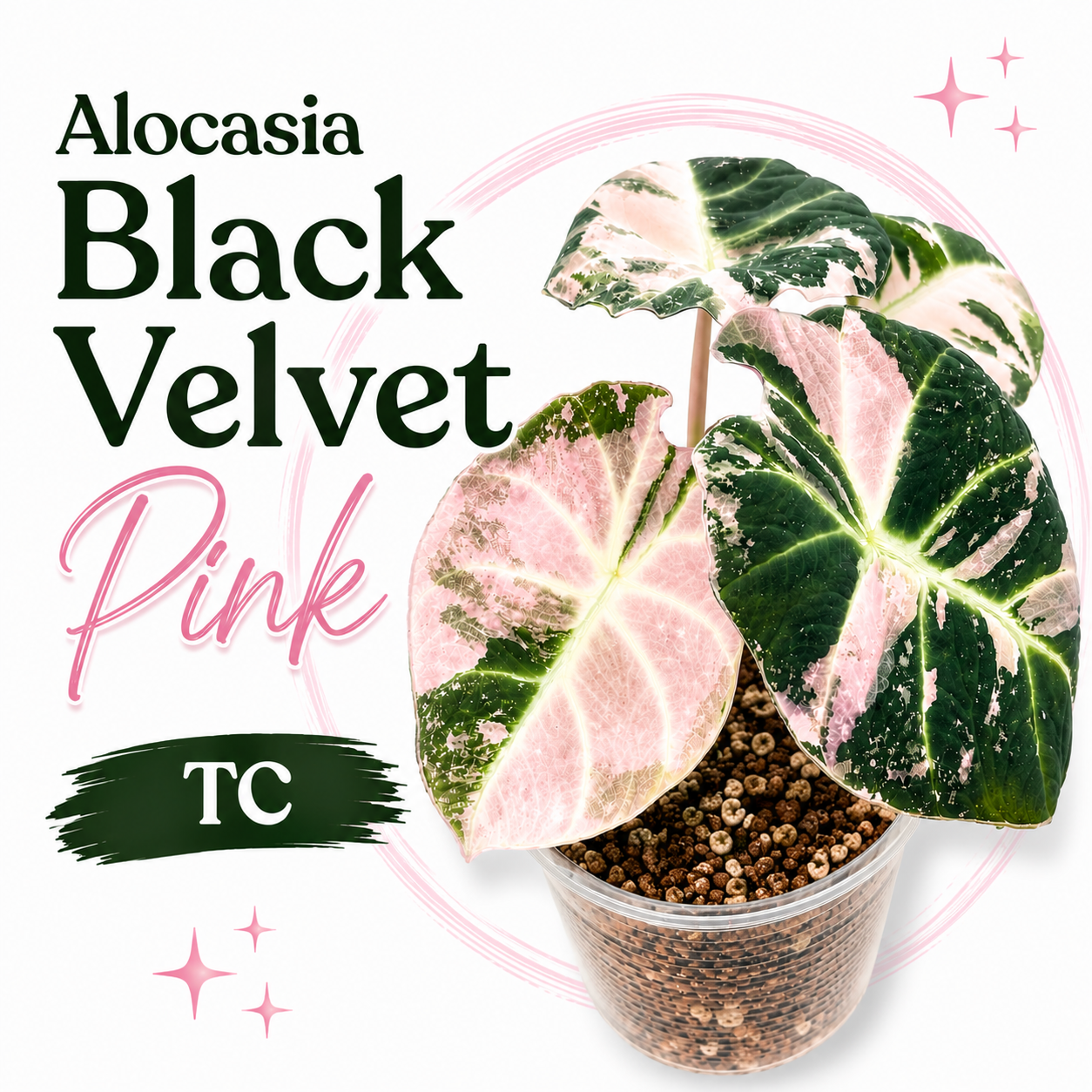 Alocasia Black Velvet Pink