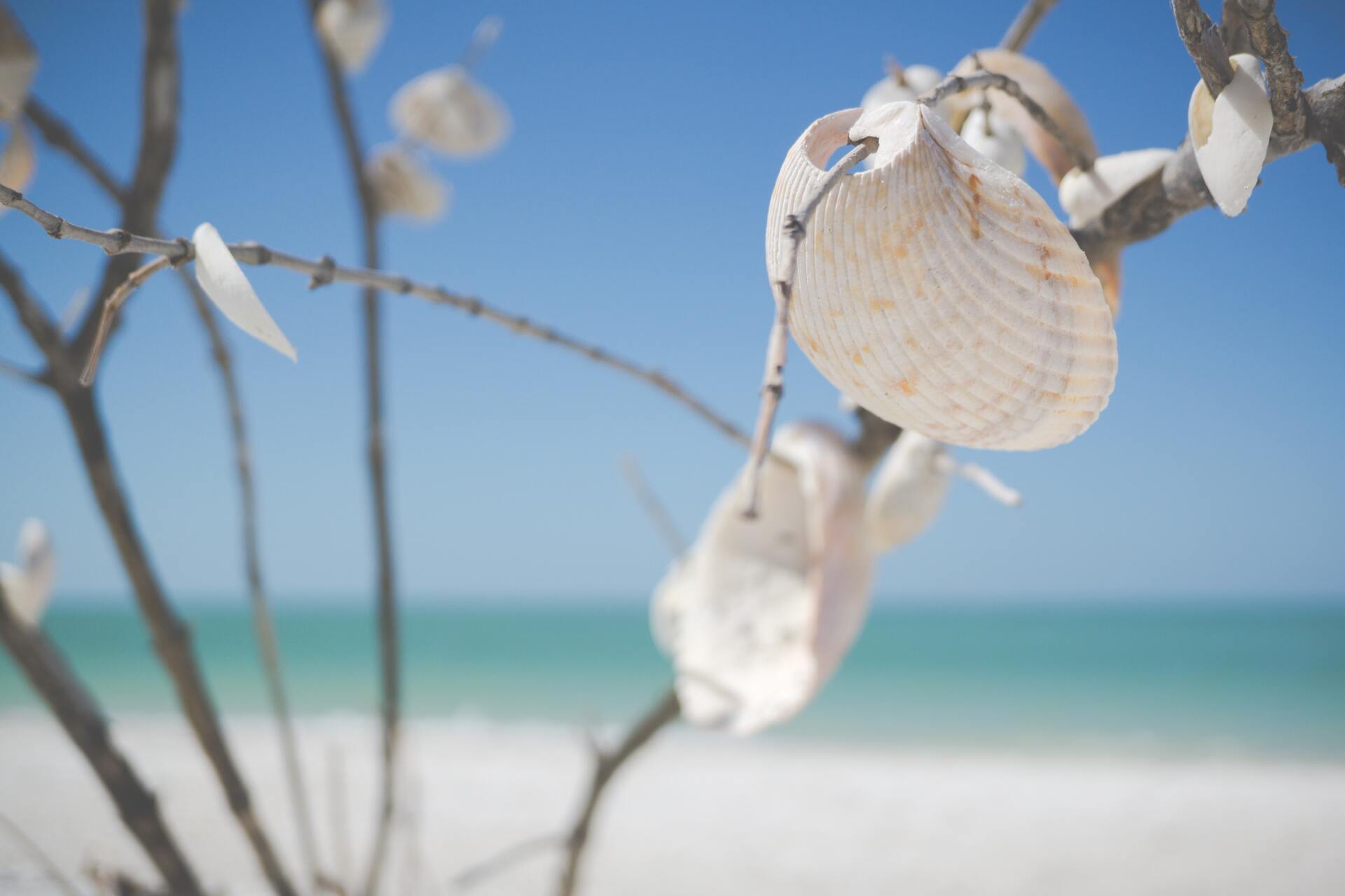 Sea shells are hanging from a tree branch on the beach.