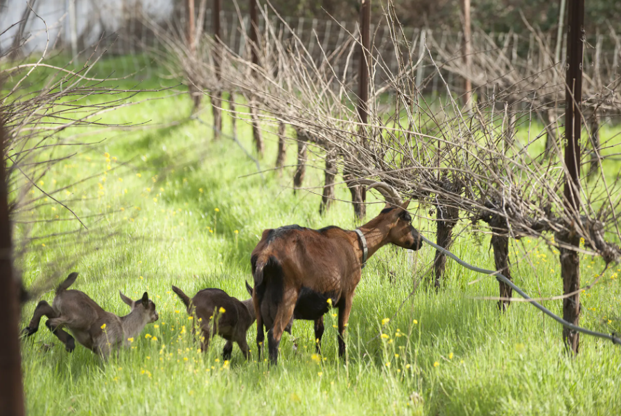 A group of goats are standing in a grassy field.