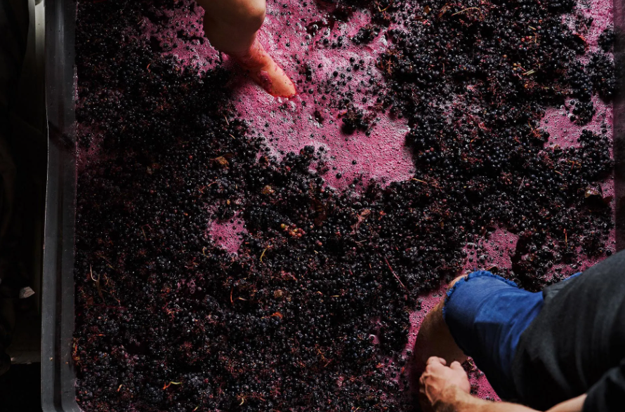 A person 's feet are in a pile of purple grapes.