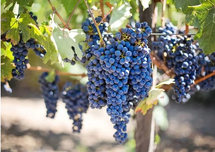 A bunch of blue grapes hanging from a vine