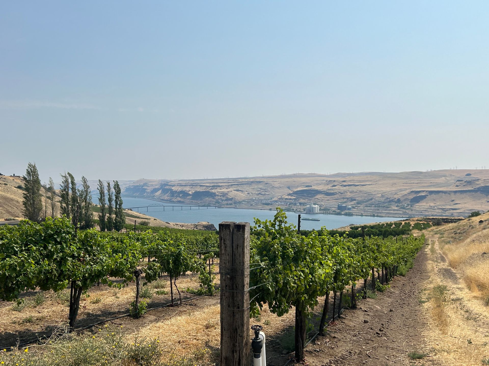 A vineyard with a lake in the background on a sunny day.