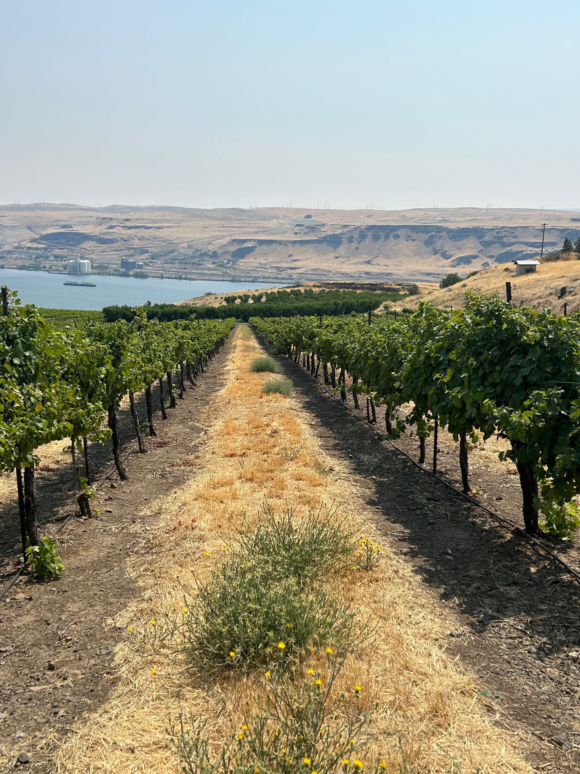 A row of vineyards with a lake in the background.