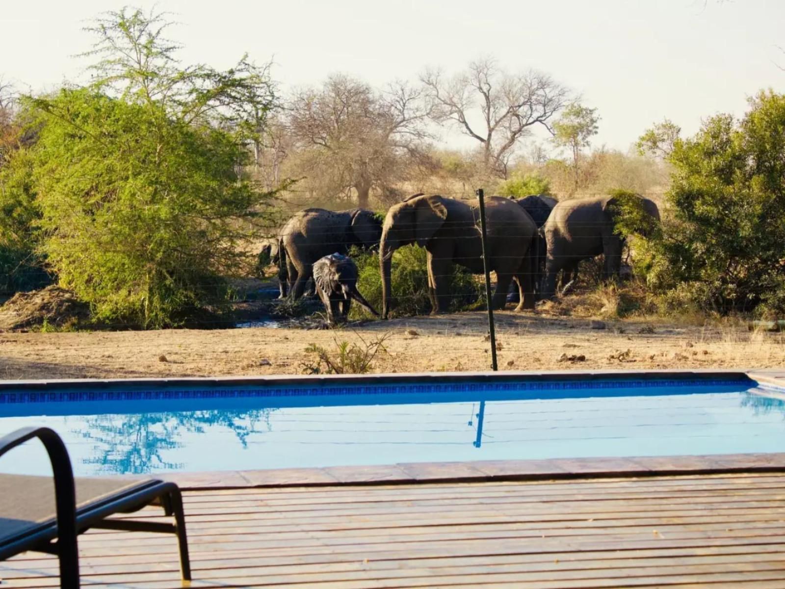Elephants drinking at a pool in a dry, sunny landscape.