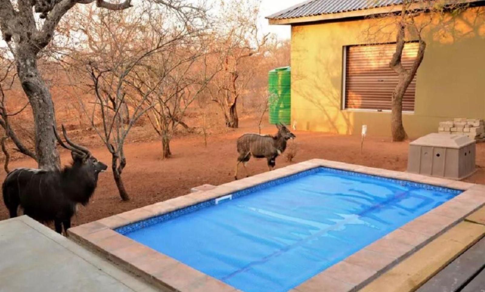 Two nyalas near a pool with a blue cover in a dry, natural setting, near a building.