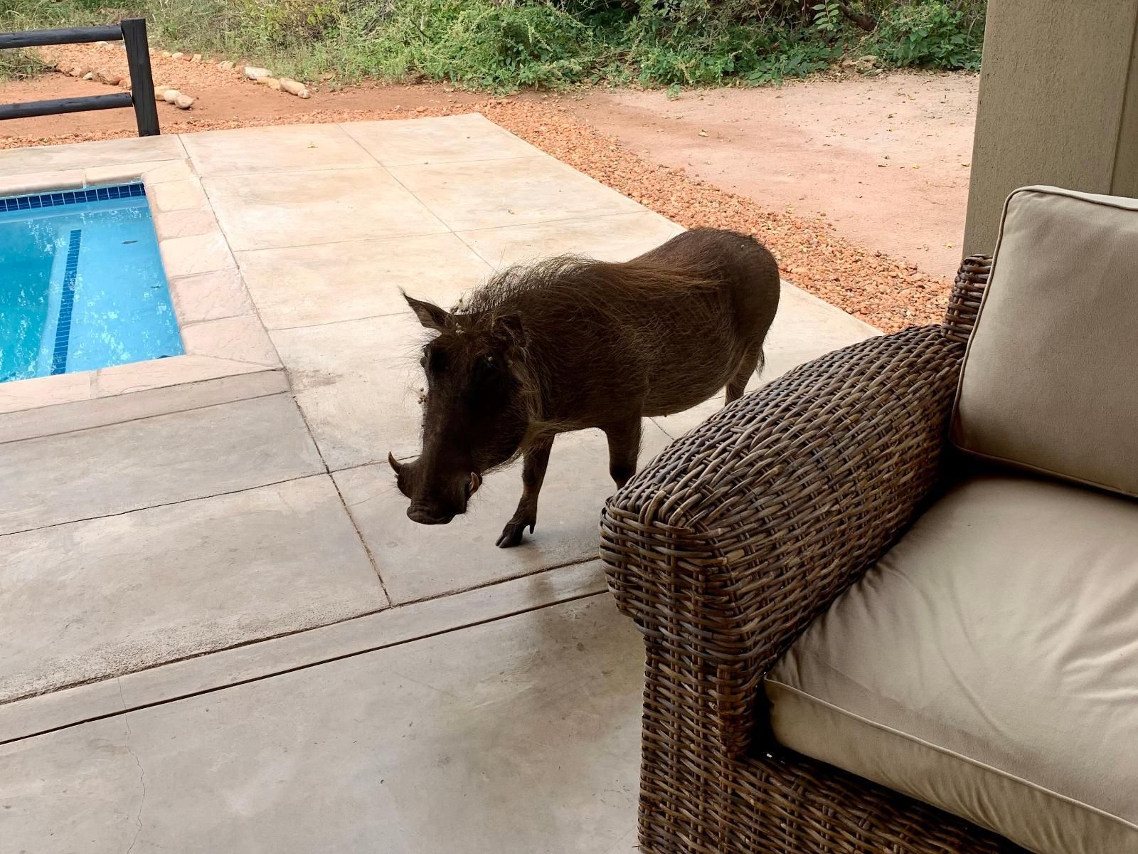 Africana | Rooibos Luxury Bush Cottage warthog