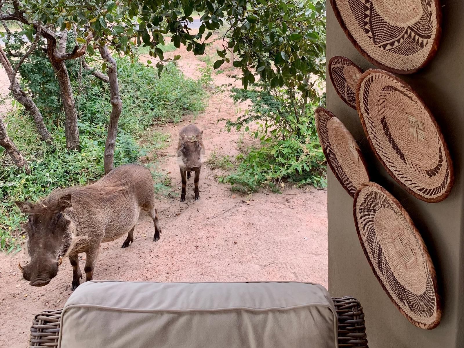 Africana | Rooibos Luxury Bush Cottage 2 warthogs