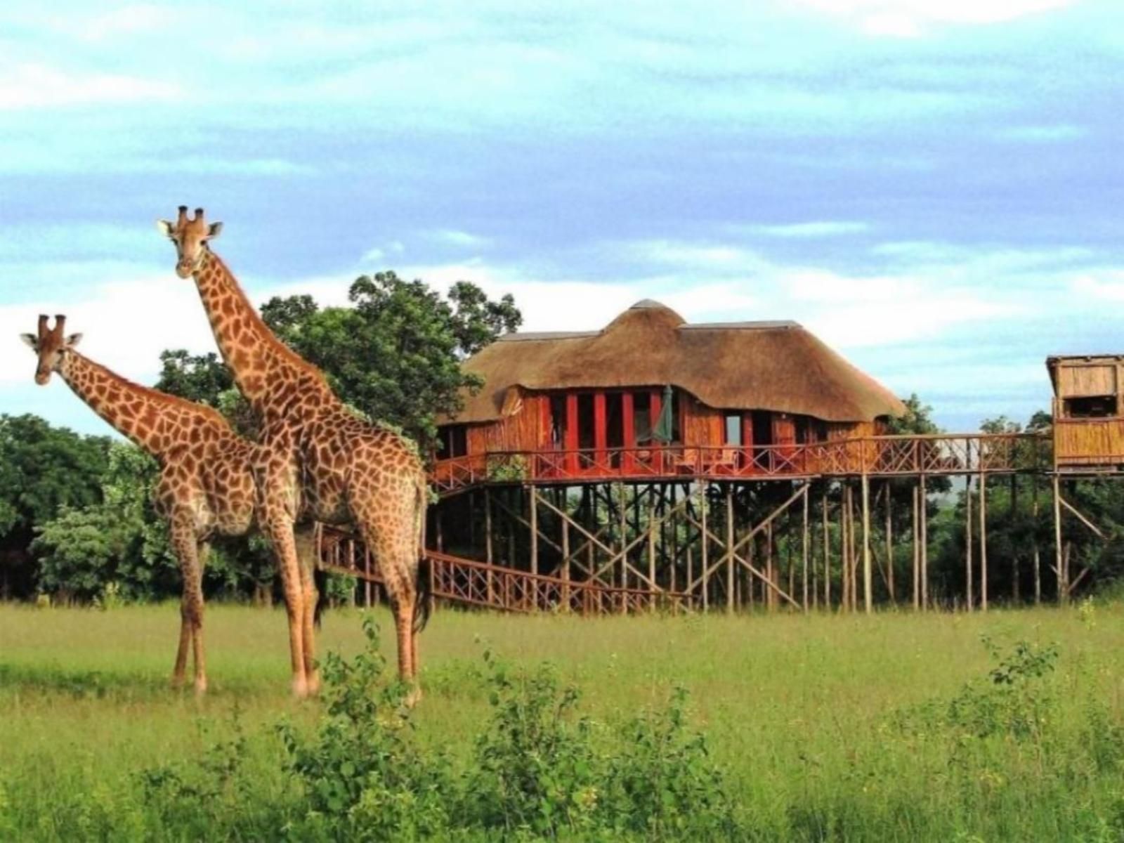 Africana | Pezulu Tree House Lodge treehouse and giraffes