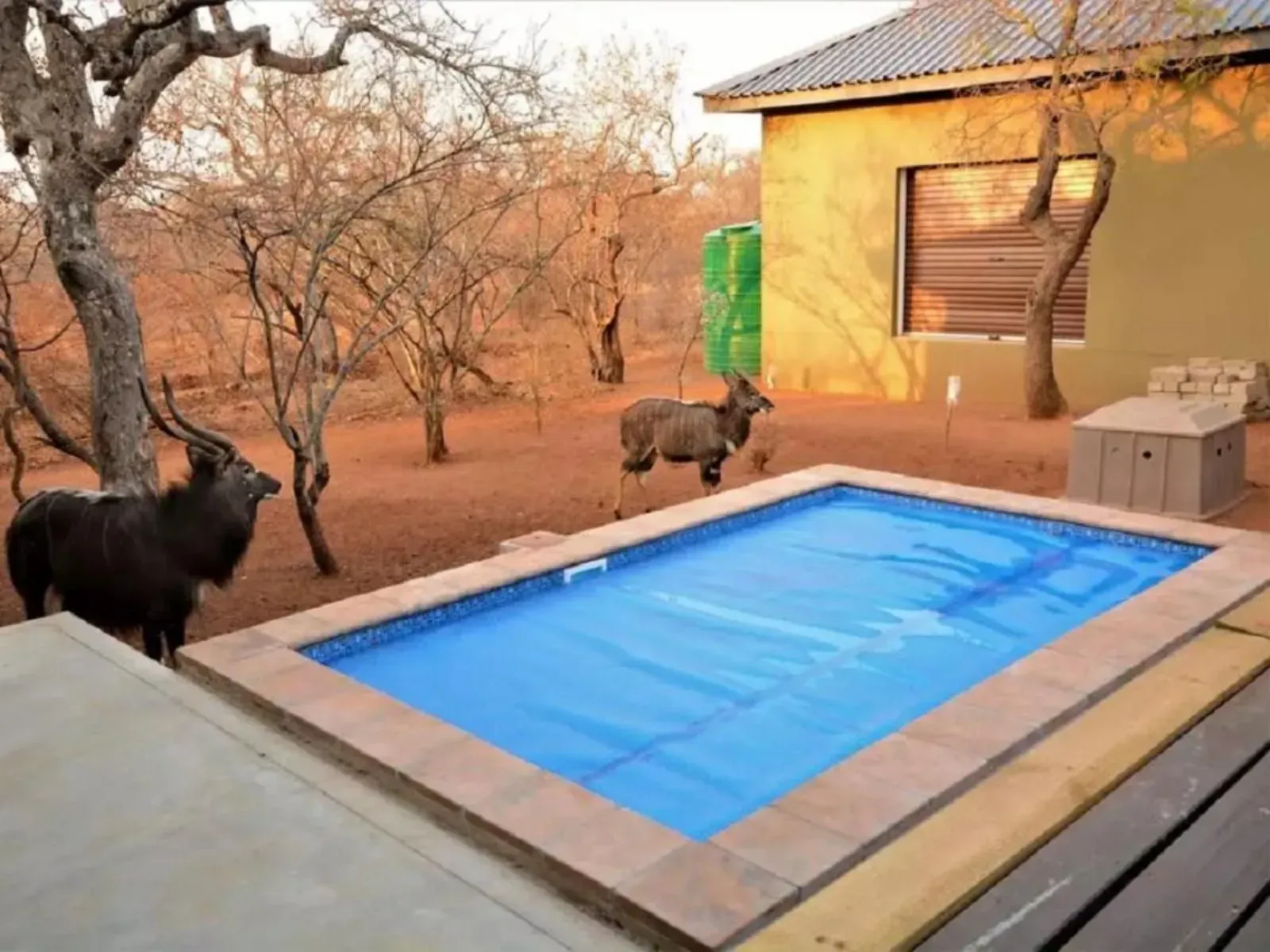 Two nyalas near a pool at a lodge, set in a savanna.