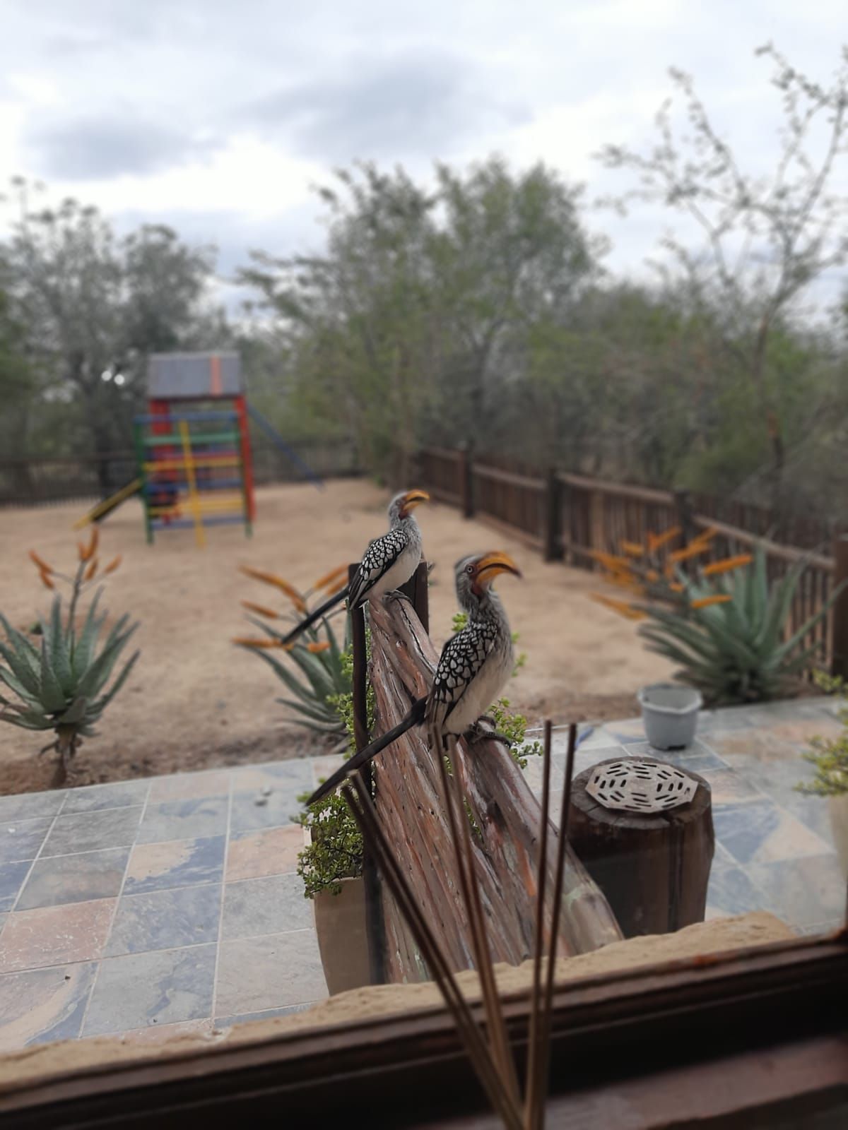 Two yellow-billed hornbills perched on wood, looking out at a yard with a playground on an overcast day.