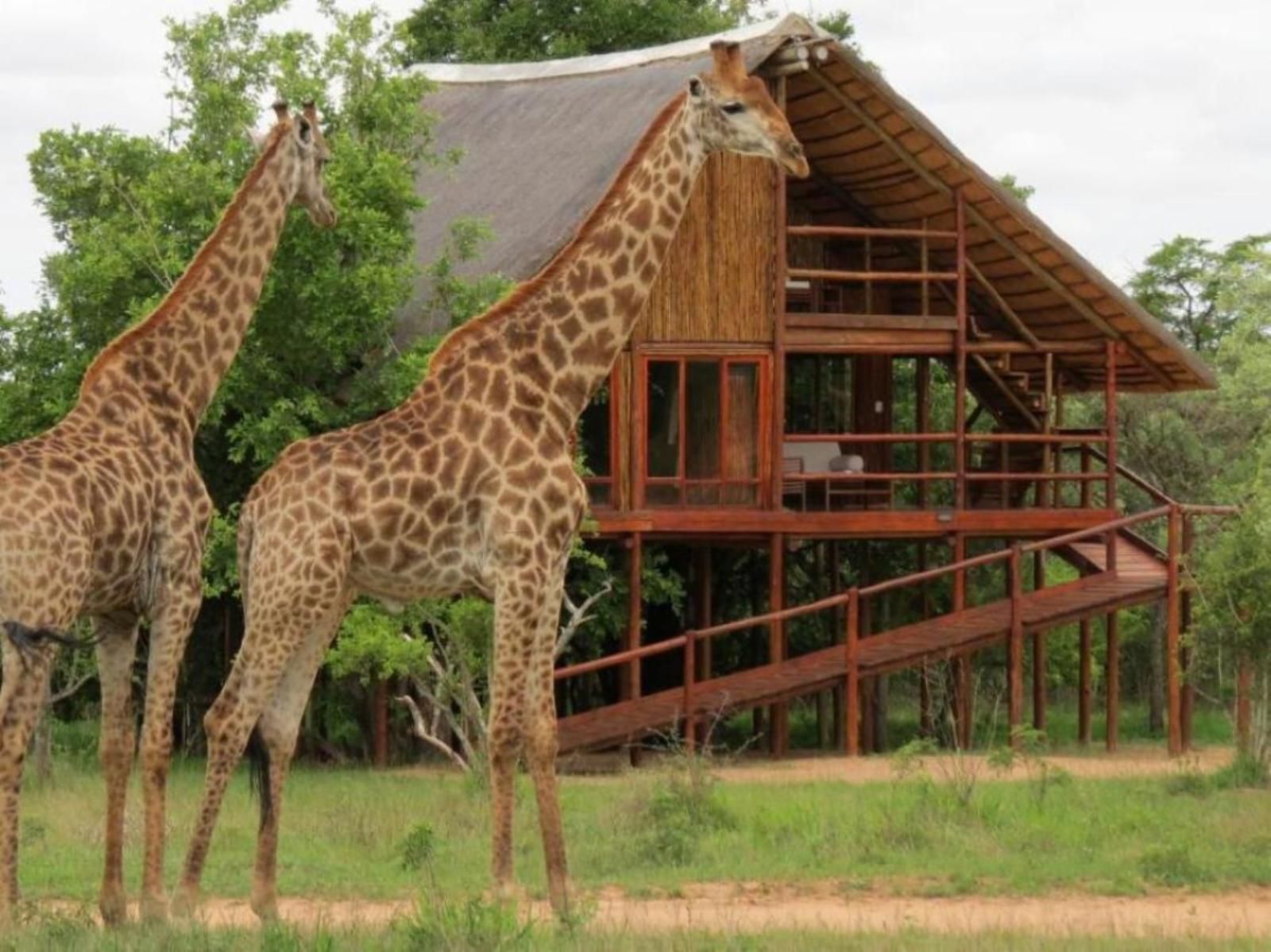 Two giraffes stand near a wooden chalet at Pezulu Tree House Lodge in a grassy area.