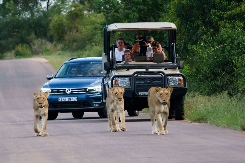 Lions walk on a road in front of a safari vehicle and a blue car in a savanna setting.