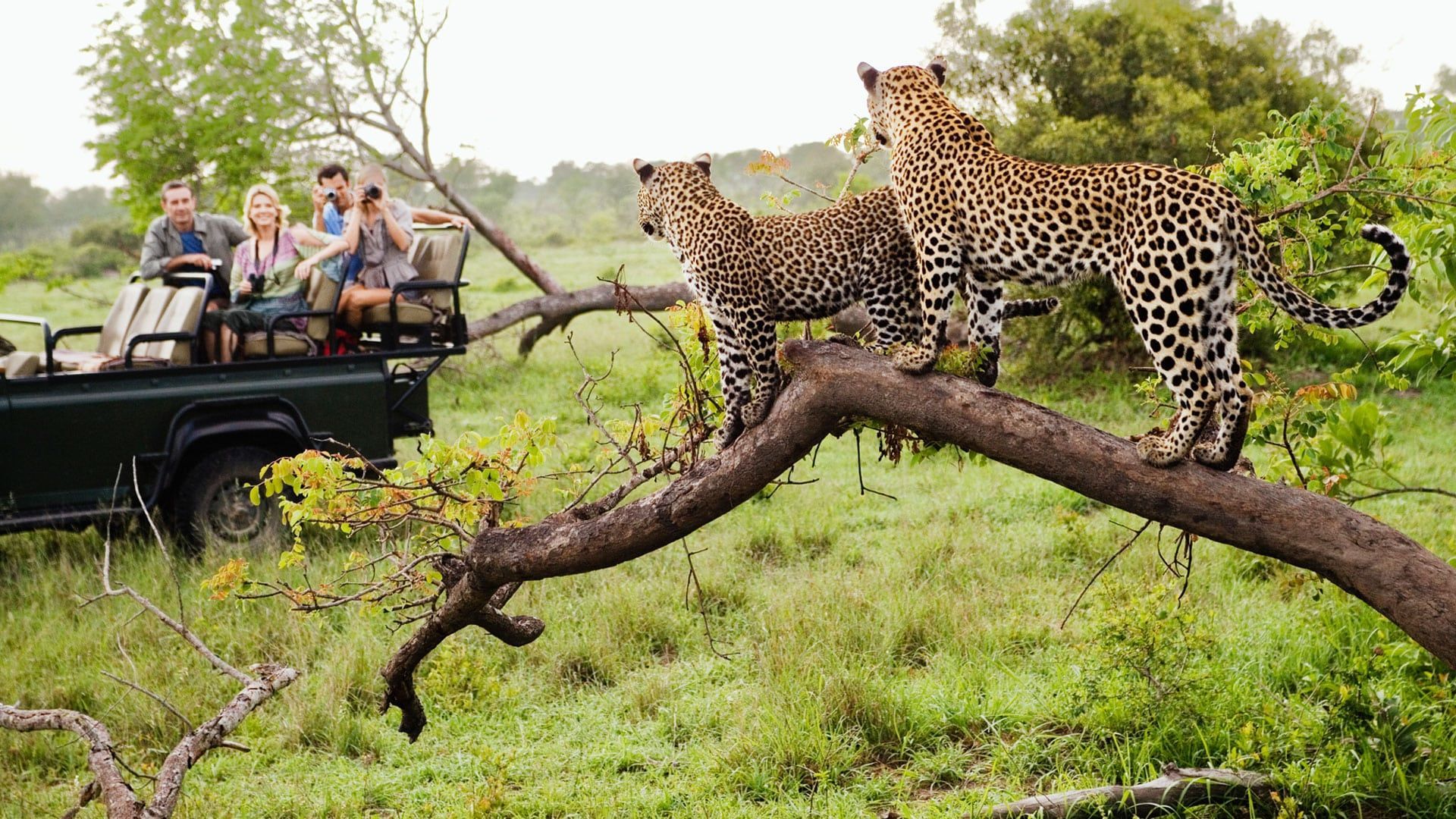 Safari vehicle with tourists observing three leopards on a tree branch in a grassy, wooded environment.