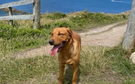 Brown dog panting on a path near a wooden fence and the ocean.