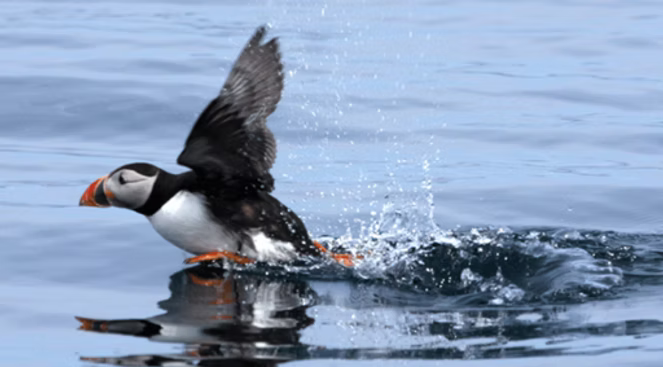 Puffin taking flight from water, wings spread, splashing droplets.
