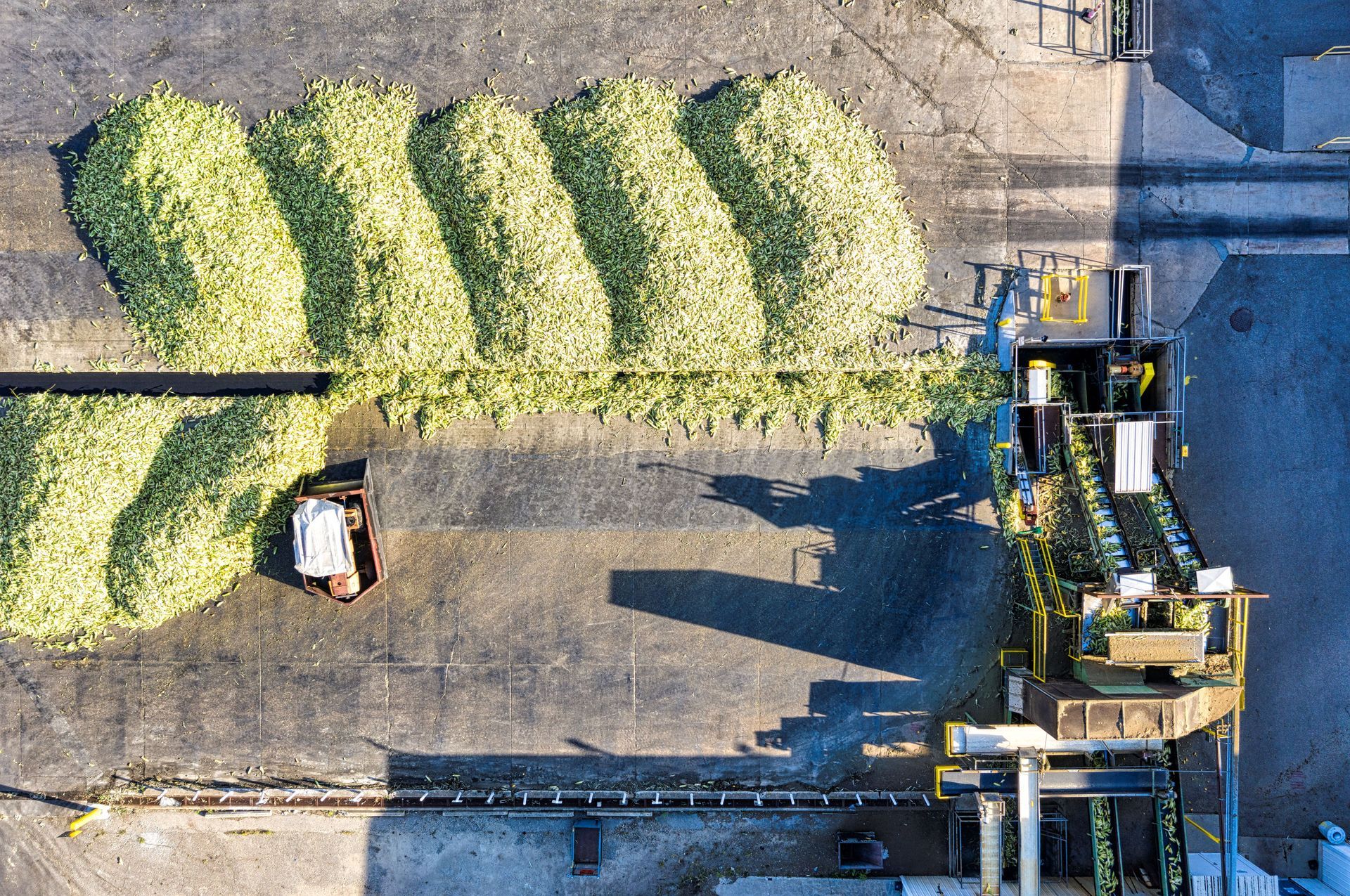 Vista aérea de una gran pila de material vegetal de color verde pálido junto a maquinaria industrial en un patio.