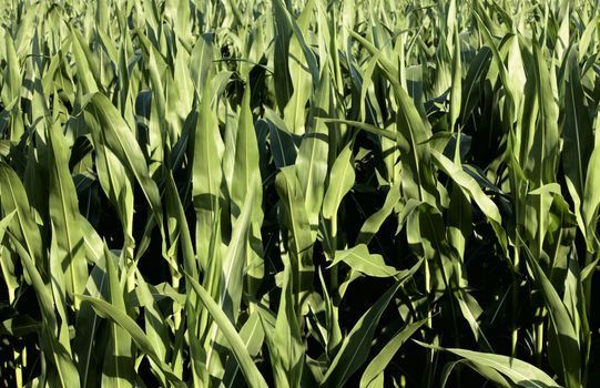 Campo de maíz verde y denso con plantas altas y hojas que llenan el encuadre.