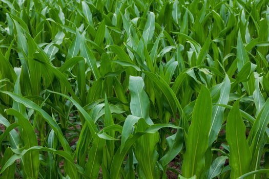 Primer plano de densas plantas de maíz verde meciéndose en un campo.